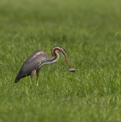 Purperreiger vangen niet enkel vis en kikkers , mar ook een muis gaat er met smaak naar binnen.