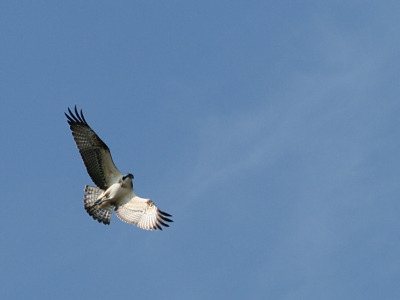 Gisteren tijdens een boottochtje met een fluisterboot door de Weerribben,zag ik deze jonge Visarend aan het jagen(vissen),had helaas mijn tele-lens niet bij mij,maar vond deze met de 100mm Macro-lens toch aardig gelukt