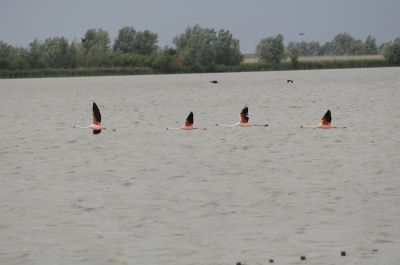 Na 'n bezoek a/d Batavia even langs deze schuilhut. Tussen de eenden en lepelaars zag ik 4 flamingo's, nog nooit in het wild gezien. Alle vogels vlogen ineens op en maakten een rondje. De flamingo's kwamen keurig in een rijtje langs de hut vliegen. Voor mij een unieke ervaring.