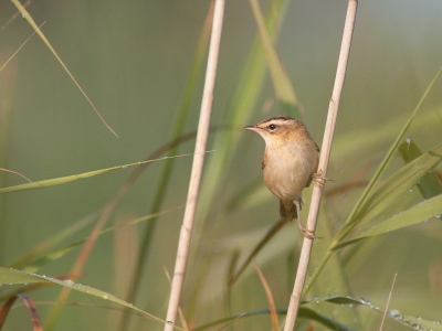 Vanwege de drukte in "de Kluut" ben ik gisteren de wijde wereld in getrokken. Vanuit het riet kwamen de mooiste "concerten" naar voren. en na een tijdje kwam deze voor de lens....