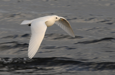 In de avondzon fourageerden 5 ivoormeeuwen en n
vorkstaartmeeuw aan de oostkust van Spitsbergen.
Vooral de vliegende vogels hadden mijn voorkeur.