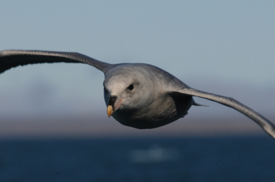 Noordse Stormvogels waren onafgebroken rond het zeilschip Noorderlicht aanwezig.
Ik probeerde ze zoveel mogelijk close-up in beeld te krijgen.