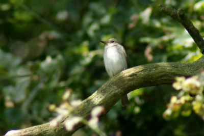 Deze vogel is gespot in het bos in Beek en zat op een tak in een boom vlak boven de bramen.