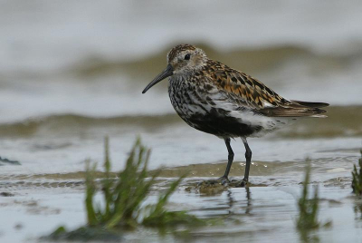 deze bonte strandloper is aan de wad kant gemaakt op een laag standpunt.