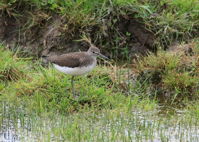 Op vakantie een dagje naar de lauwersmeer geweest en daar hele leuke foto's kunnen maken, waaroder deze witgat.
Stond eventjes heel stil aan de slootkant tot er een aantal fietsers langs kwamen en hij het luchtruim verkoos boven mijn foto's.