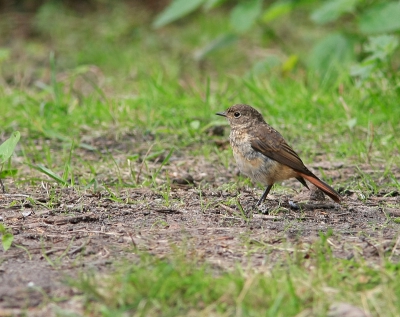 Wie kan me helpen en me zeggen welke vogel dit is.
Ik heb al diverse boeken nagekeken en ik kan er geen wijs uit worden. 
Hij of zij kon ik niet te dicht benaderen dus kon ik alleen een foto maken op afstand.