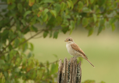 Achter de kamping van Verdun is het ook in augustus voor vogelaars een paradijs. Langs een zandpad van ong. 1km. minstens 10 klauwieren, zwarte roodstaart, wielewalen en bijeneters. Deze jonge klauwier vanuit de auto kunnen fotograferen. Ik heb expres het vele groen in de achtergrond opgenomen. Vogel en het paaltje komen zo sterk naar voren.