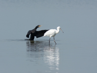 In de loop van de ochtend was de ergste drukte in de vogelhut voorbij en kon ik wat plaatjes zitten.
Vond dezepose wel apart.
Als daar maar geen vreemde vogeltjes van komen.....