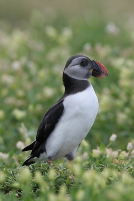 Deze jonge papegaaiduiker zag ik op de Farne eilanden. Ik had het nog nooit gezien en wist eerst niet dat het een kuiken was. Later vertelde iemand mij dat je normaal gesproken niet vaak een jonge papegaaiduiker kan zien omdat ze meestal 's nachts uit hun hol kruipen en wegvliegen.