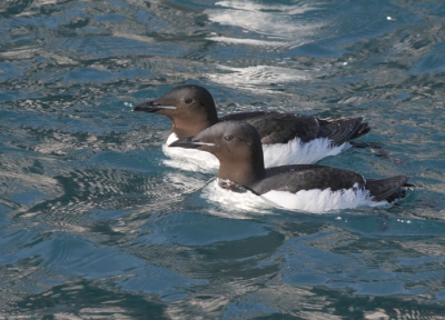 Op deze schitterende dag genoten wij van het spektakel op en langs de kliffen.
Tienduizenden vogels, vloggen, zwommen en zaten op korte afstand van onze zeilboot.