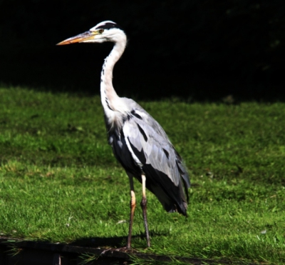 Deze blauwe reiger zat rustig te zonnebaden, stoorde zich ook helemaal niet aan mijn aanwezigheid.