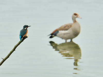 IJSVOGEL & FRIENDS
Een drieluik van de ijsvogel en zijn metgezellen.
1 dagje vogelijkhut leverde deze combinaties op:
Met de nijlgans