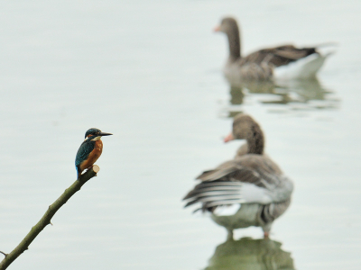 IJSVOGEL & FRIENDS
Een drieluik van de ijsvogel en zijn metgezellen.
1 dagje vogelijkhut leverde deze combinaties op:
Met de grauwe gans.