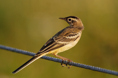 In het weiland zaten veel en gele en witte kwikstaarten, die achter de paarden aanliepen een opgeschrikt insect te pakken. Deze ging er even mooi voor ziitten