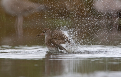 Omdat er onder Hendriks foto al over gesproken werd ;) Dit is de Tureluur die ik aan het fotograferen was toen de Groenpoot links naast me liep.