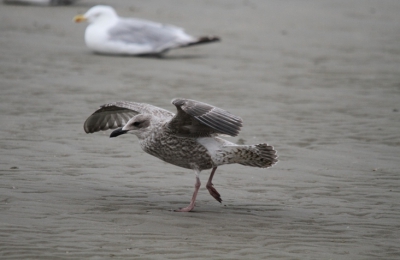 Deze juveniele zilvermeeuw landde recht voor mijn neus, daar mest ik haast wel een foto van nemen