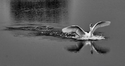 Ik wil met twee foto's ook nog graag even gehoor geven aan de zwart-wit oproep van even terug.
Deze zwaan in landing leent zich ook erg goed voor zwart-wit.