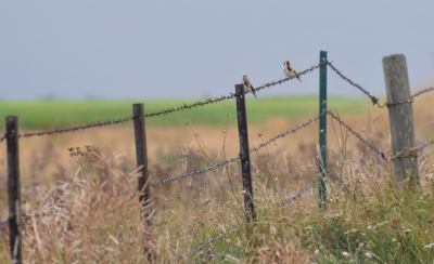 Nu eens niet een close-up waar je de veertjes kunt tellen, maar twee puttertjes in het mooie landschap nabij Etretat, Normandie. Ik vind zelf de kleur en compositie mooi.