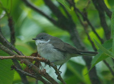 Er zijn heel mooie grasmussen op Birdpix, maar zomaar achtyer in de tuin in de kersenboom scharrelden zo met een aantal rond. Werd er nog meer opgewonden van dan de foto's van het rondje Texel. Die zijn toch veel makkelijker te maken. Rob LS