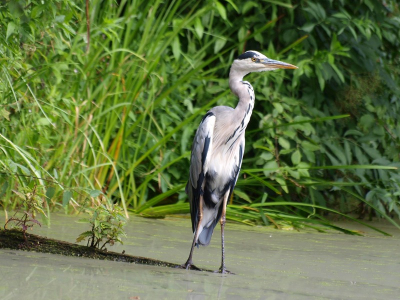 Deze reiger had een mooi stukje hout gevonden waarop hij wat verder uit de kant kon gaan vissen.