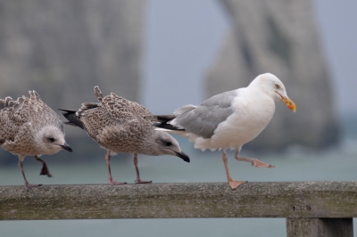 Hier een best wel grappige foto van zilvermeeuw met jongen. Genomen op de boulevard in Etretat. Sommigen zullen de poort in de rots (onscherp in de achtergrond) goed herkennen! Commentaar welkom.