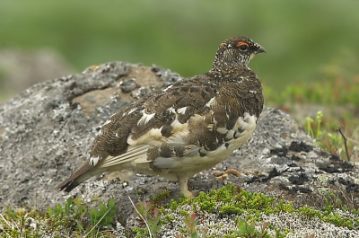 Langs een wandelpad naar een van de uitlopers van de Vatnajokul gletscher zaten er meerdere - de eerste had haast, de tweede gaf me kans voor een paar mooie fotos.
En de derde stond uitgebreid voor me te poseren. Dit is de derde.