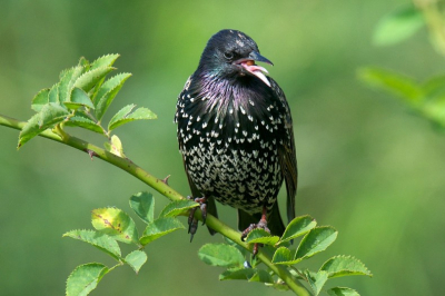 Gelukkig krijgt de " gewone spreeuw" ook weer wat aandacht op Birdpix.
Ik werd vooral getroffen door de mooie kleurnuances ten opzichte van het groen. hoop dat jullie dat ook kunnen waarderen.