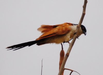 Cuckoo photographed in rice paddies near the river Senegal