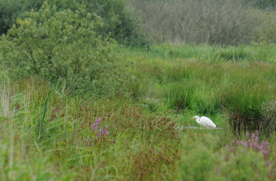 Zo'n foto als deze ontstaat mede door (te) weinig millimeters. Ik vind zo'n Zilverreiger in zijn natuurlijke omgeving zelf erg de moeite waard.
De foto is gemaakt vanuit een vogelkijkhut met grauw weer.