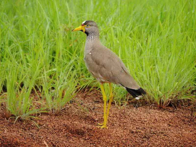 This species is a common breeder in wet lowland habitats, especially damp grassland. It often feeds in drier habitats, such as golf courses, picking insects and other invertebrates from the ground. It lays three or four eggs on a ground scrape.