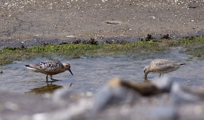 Welke vogels zijn dit ? Zijn dit twee verschillende vogels of is dit een paar ? Lijken wel bij elkaar te horen.