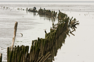 Ik liep in Den Oever en achteraan de haven staat een kijktoren. Ik ben daar voorbij gelopen over de pier en aan het einde van de pier zaten veel visdieven op een rij palen in het water. Wel wat ver maar ik vindt het als overzicht toch een mooie foto. Wat vinden jullie??