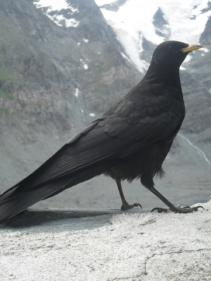 Toen we de Gross-glockner route aan het rijden waren, kwamen we deze Alpenkauw tegen die heel lang bleef zitten.