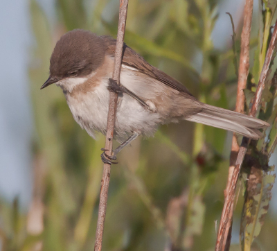 Tijdens mijn wandeltocht in het natuurgebied Lauwersmeer, zag ik dit voor mij nog onbekende vogeltje.Kan iemand mij vertellen wat voor een soort dit is, zelf denk ik aan een braamsluiper!