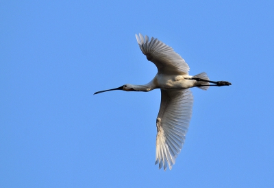 Deze Lepelaar zat eerst een hele tijd aan de waterkant toen deze plots ging vliegen en dus mijn kans gegrepen en dit is ook mijn eerste keer dat ik zo een vogel in de vlucht op de plaat zet.