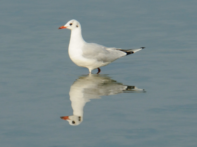 Een kokmeeuw in het stille water. Dat geeft deze mooie spiegeling.