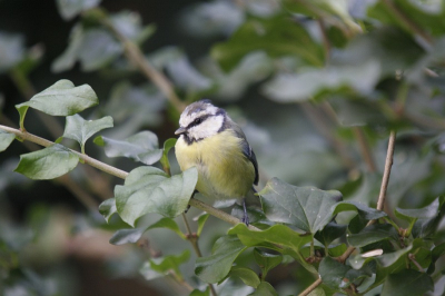 vanmiddag nieuw statief uitgetest en wat foto's in m'n tuin gemaakt hier het resultaat