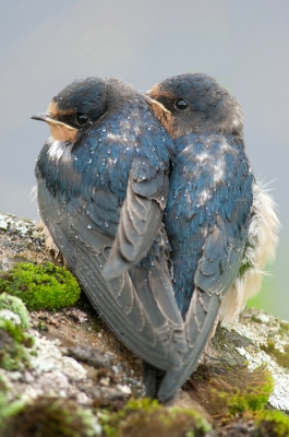 Vanmorgen was het zwaar bewolkt met af en toe een regenbui. Niet echt geweldig om er op uit te gaan, maar aangezien het de laatste maanden niet echt wilde lukken met fotograferen en ik toch graag wat wil laten zien op birdpix heb ik de gok gewaagd. Deze jonge boerenzwaluwen zaten lekker knus tegen elkaar aan langs de waterkant. Ik heb een hoop foto's waar ze allebei de andere kant op kijken. Deze, waar ze dezelfde kant op kijken vond ik toch mooier. De regendruppels op het verenkleed illustreren het weer van vandaag.