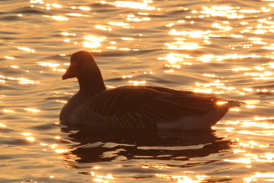 Kwam deze nog tegen en vond hem toch wel mooi. 's Avonds gemaakt toen alle andere fotografen reeds naar huis waren omdat er niet meer genoeg licht was. :) Benieuwd wat men hiervan vind.
