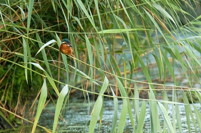 Vanuit de hand 'smorgens langsgelopen. De ijsvogel zat erg rustig in het riet. Ik durfde toch niet verder te lopen omdat ik bang was dat hij weg zou vliegen. Ik vind het een leuke plaat geworden. Alles staat erop, toch? Water, riet en natuurlijk de ijsvogel.