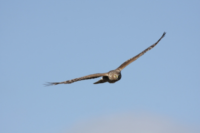 Bij deze een upload van de volledige vogel nadat ik zaterdag slechts de helft liet zien.