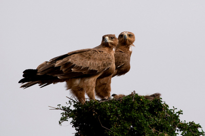 Tijdens onze safari in de Masai Mara heb ik vanuit een Jeep deze foto van beide roofvogels kunnen maken. Ik kreeg volop de gelegenheid om een paar foto's te maken. Deze sprak mij wel aan, aangezien ze beide dezelfde kant uitkeken en daardoor een mooie pose ontstond.