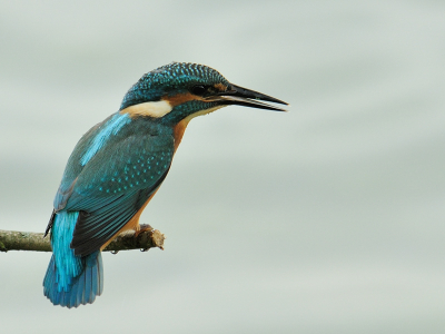 Deze ijsvogel heeft zich net een visje meester gemaakt. Als je goed kijkt zie je de vis net naar binnen glijden.