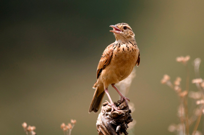 Deze prachtige en zingende vogel heb ik tijdens ons bezoek aan het natuurgebied Masai Mara National Park op de foto kunnen zetten. Deze pieper soort bleef lang genoeg zitten om een tweetal leuke foto ervan te maken. Vanuit Jeep met behulp van rijstzak deze opname gemaakt.