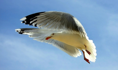 Ik maak niet veel foto's van vogels maar af en toe komt het er ene keertje van. Deze mantelmeeuw in de vlucht meegenomen ( kitlens !)