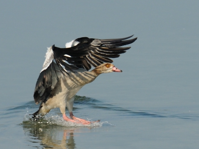 Het is niet de populairste onder de vogels, maar toch zeker niet lelijk qua uiterlijk. Op deze foto de landing ...