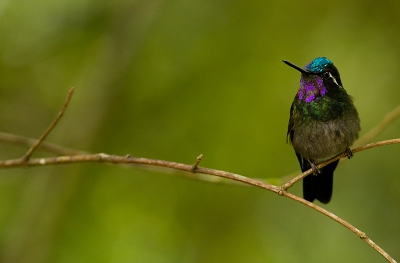 Deze kolibrie zat even stil op een takje in de schaduw wat enigszins lastig fotograveren was dus hoge iso iig.