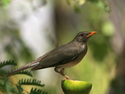 Deze vogel zo groot als een lijster krijg ik de naam niet van te pakken.
Ik dacht Honeyguide maar die heeft een langere snavel.