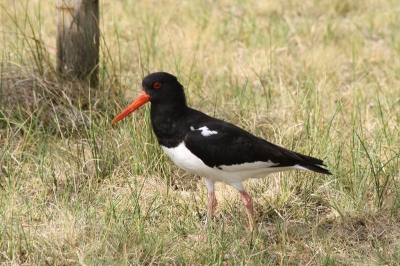 Deze scholekster liep bij ons om de caravan. Zelfs 's avonds laat waren deze scholeksters nog goed te horen!