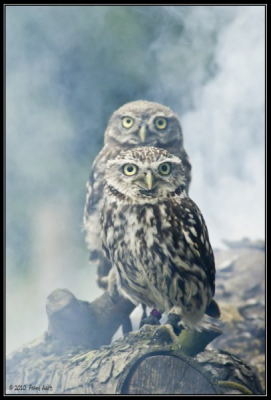 Steenuiltjes in de mist. het is een beetje een Harrie Potter foto geworden.
